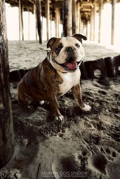 Santa Ana Ca English Bulldog Meet Poobah A Dog For Adoption