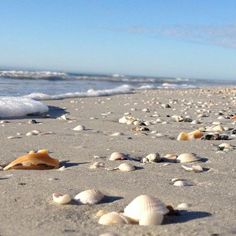 41 Best Florida Images On Pinterest In 2018 Indian Ss Discover These Hidden Gem Beaches Near Tampa Bay Including Belleair Beach Redington Ss