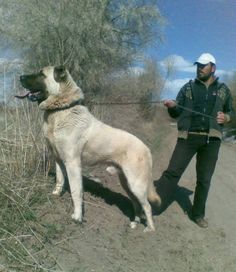 kangaltv anatolian shepherd dogs