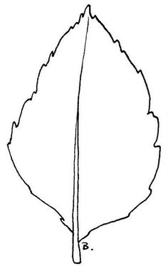 daisy leaf outline yahoo