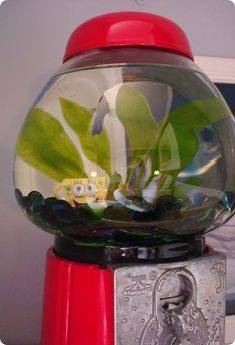 11 best aquariums fish