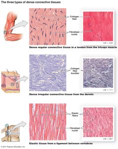 tissue types