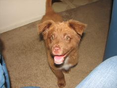 australian shepherd chocolate lab mix scout the chocolate aussiedor australian shepherd chocolate lab australian shepherd chocolate lab mix scout the chocolate aussiedor australian shepherd chocolate lab