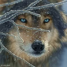 Autumn Eyes by Collin Bogle Wolf Print 18x24