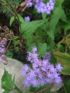 250 Yellow GOLDEN AGERATUM Lonas Inodora Flower Seeds