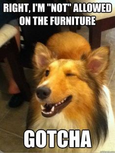 19 memes your dog will probably relate to dog cat, dog and dog 38a5d4a60741bc55ebe60bd5da85a422 19 memes your dog will probably relate to dog cat, dog and dog,Its Always Something Meme