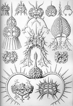 Plates From Ernst Haeckels Book Kunstformen Der Natur Artforms Of Nature