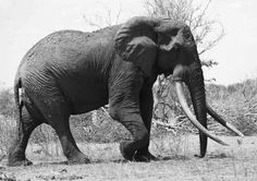 Satao was a 45-year-old Kenyan elephant with tusks so long they brushed the ground. Poachers killed him in June with a poisoned arrow. African leaders gathered in Washington said there needs to be better cooperation on the continent to prevent poaching. Кане Корсо, Сфинкс, Питбультерьер, Ротвейлер, Природа, Слоны, Африканский Слон, Домики Для Птиц, Права Животных