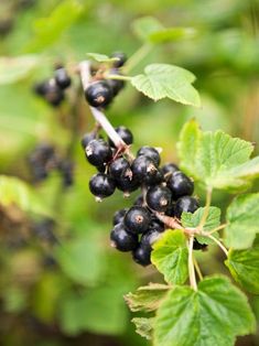 20 Best Black Currant Bushes Images Currants Bush How To Plant A Black Currant Bush