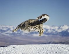 snow leopard