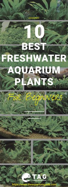 53 best aquaplants images
