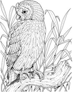 Perched Owl Coloring Page From Owls Category Select 30094 Printable Crafts Of Cartoons Nature Animals Bible And Many More