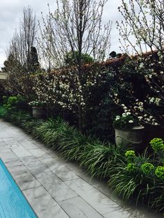 Nadia Gill Landscape Architect - Ornamental Pears with Liriope ... Nadia Gill Landscape Architect - Ornamental Pears with Liriope ...