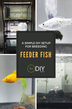 65 best fish tank