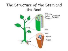xylem and phloem - Google Search | Botany | Pinterest ... Xylem And Phloem Worksheet