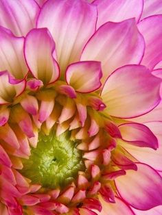 87 best close up dahlia pictures images on pinterest in 2018