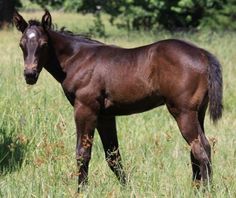247 mejores imágenes de Caballos cuarto de milla en 2019 247 mejores imágenes de Caballos cuarto de milla en 2019
