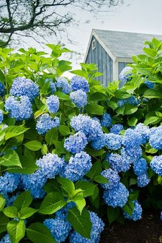 218 best blue hydrangea
