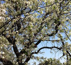 27 Best Frontyard Landscaping Images On Pinterest Gardens All The Callery Pear Trees Are In Bloom Here Southern California Fill With White Flowers Before Leaves Come Back Early Spring