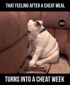 The 36 All Time Best Funny Gym Pictures With Images Guilty Dog