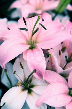 68 best lilies images in 2018 lilies flowers planting flowers