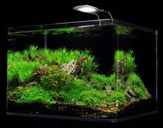 527 best aquarium plants