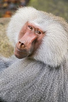 526 best baboon images on pinterest in 2018 baboon primate and