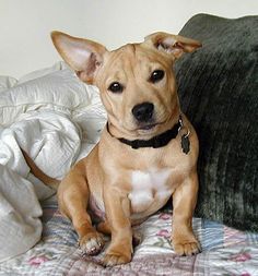 jack french bulldog bull russell mix dog puppies russel dachshund terrier dogs cute puppy astro breeds half animals mixes daily