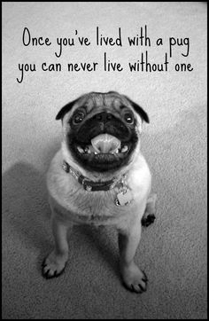 Plaque House is not a Home Hang it or Stand it on the easel.. Pug Black Gift