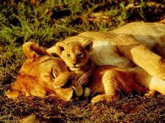 12 best lionceau images on pinterest big cats lion cub and