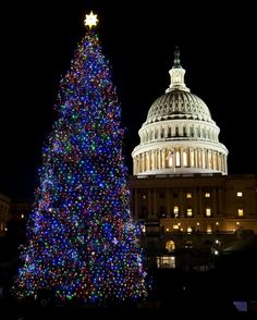 381 best christmas trees around the world images on pinterest christmas trees around the world