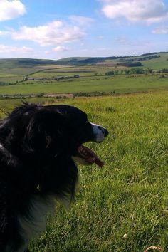 Home Dog Boarding Cramlington Home Dog Boarding Cramlington