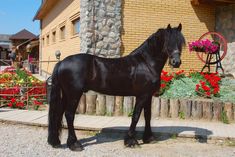11 Ideas De Caballos Frison Caballo Frisón Caballos Caballo Hermosos