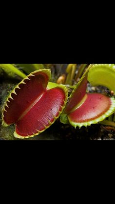 VENUS FLYTRAP Carnivorous seeds DIONAEA MUSCIPULA FRESH from grower various form