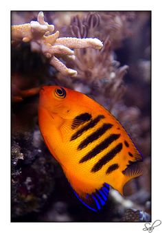 108 best fsh angelfish