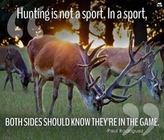 16 best anti hunting quotes images on pinterest animal rescue