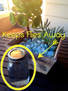25 Best Get Rid Of Flies Images In 2016