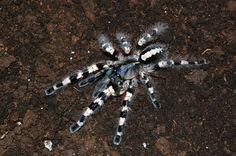 Poecilotheria tigrinawesseli - Tiger Ornamental | Tarantulas ... Poecilotheria tigrinawesseli - Tiger Ornamental | Tarantulas ...