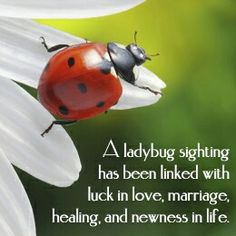 quotes about ladybugs rome fontanacountryinn com quotes about ladybugs