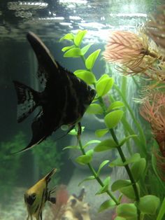 25 best angelfish images