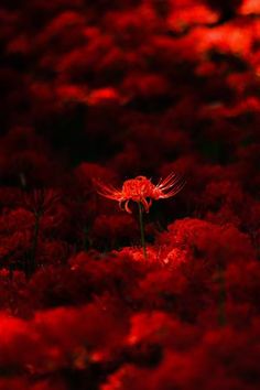 Lycoris Lycoris