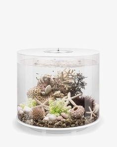 MyGift Small Natural Driftwood /& Clear Molten Glass Bowl Plant Terrarium Home Tabletop Decor Vase