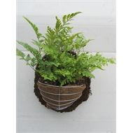 83 Best Bunnings Images 200mm Fern In Half Basket On Slab Bunnings Warehouse