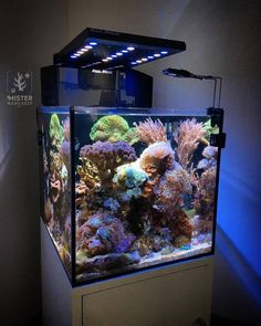 128 best salt water tank images marine aquarium saltwater tank