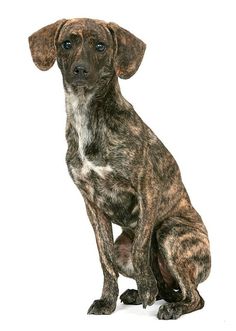 tennessee tree brindle dog