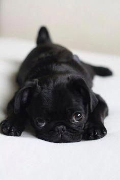 Learn Additional Relevant Information On Chinese Pugs Have A