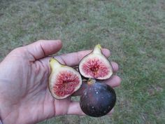 French Heirloom heritage aubergine eggplant seeds Certified organic grower BARBENTANE French Heirloom heritage aubergine eggplant seeds Certified organic grower BARBENTANE