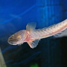 14 best freshwater aquarium