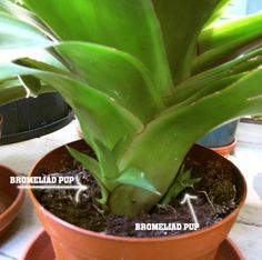 how to care for a bromeliad plant after the flower has died how to care for a bromeliad plant after the flower has died