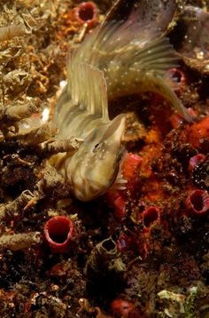 35 best blenny images aquarium aquarius fish tank